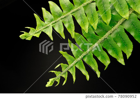 Close up of fern branch on black background Close up of fern branch on black background 78090952