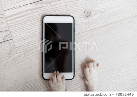 Close-up of dog paws touching smartphone screen on wooden background Close-up of dog paws touching smartphone screen on wooden background 78091449