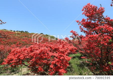 Katsuragiyama azalea in full bloom Katsuragiyama azalea in full bloom 78091595