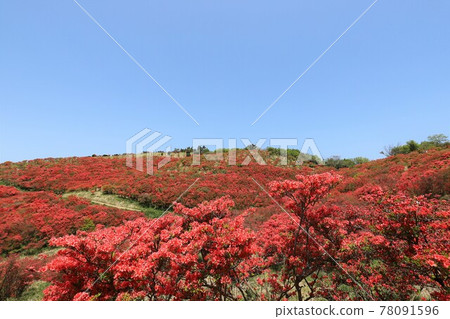 盛開的葛城山杜鵑 78091596