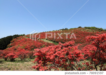 盛開的葛城山杜鵑 盛開的葛城山杜鵑 78091597