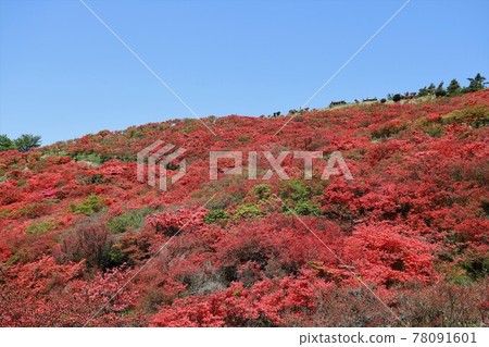 盛開的葛城山杜鵑 盛開的葛城山杜鵑 78091601