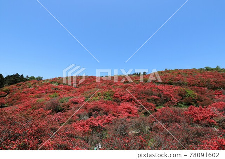 Katsuragiyama azalea in full bloom Katsuragiyama azalea in full bloom 78091602