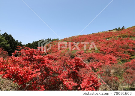 盛開的葛城山杜鵑 盛開的葛城山杜鵑 78091603