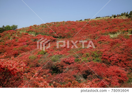 盛開的葛城山杜鵑 盛開的葛城山杜鵑 78091604