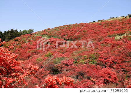 Katsuragiyama azalea in full bloom Katsuragiyama azalea in full bloom 78091605