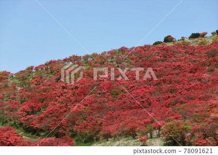 Katsuragiyama azalea in full bloom Katsuragiyama azalea in full bloom 78091621