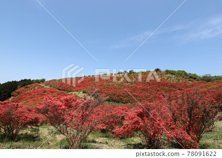 Katsuragiyama azalea in full bloom Katsuragiyama azalea in full bloom 78091622