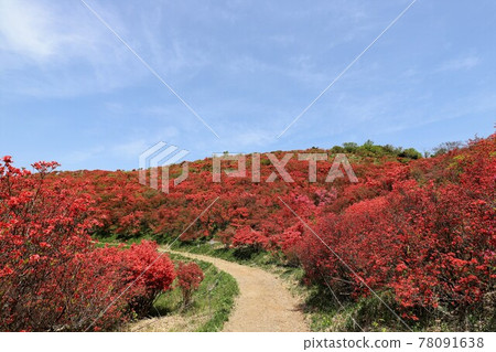 Katsuragiyama azalea in full bloom 78091638