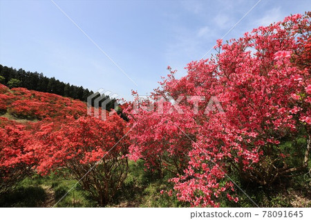 盛開的葛城山杜鵑 盛開的葛城山杜鵑 78091645