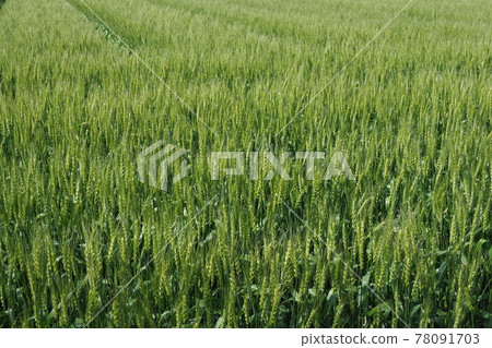 Wheat field (early summer) 78091703