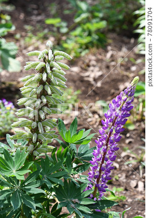 開花後的羽扇豆花和豆類 78091704