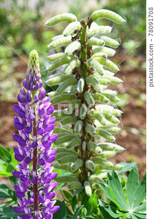 開花後的羽扇豆花和豆類 78091708