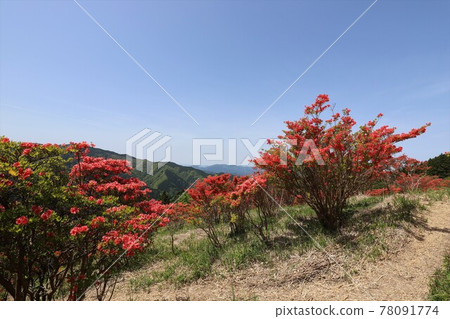 盛開的葛城山杜鵑 盛開的葛城山杜鵑 78091774