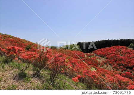 盛開的葛城山杜鵑 盛開的葛城山杜鵑 78091776