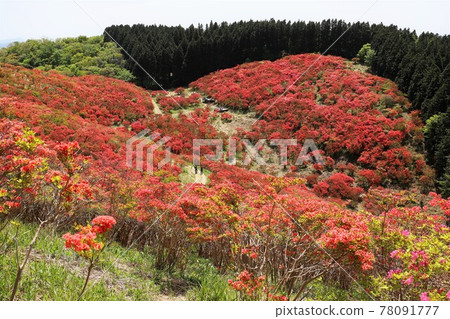 盛開的葛城山杜鵑 78091777