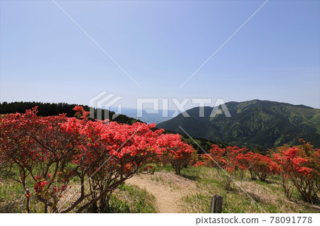 盛開的葛城山杜鵑 盛開的葛城山杜鵑 78091778