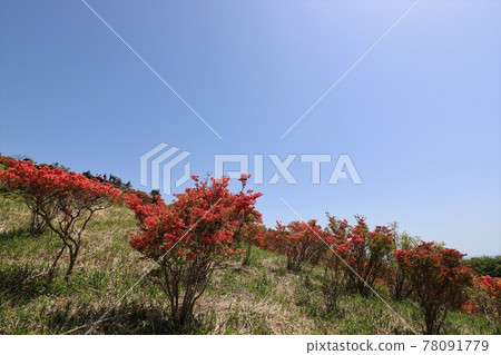 盛開的葛城山杜鵑 盛開的葛城山杜鵑 78091779