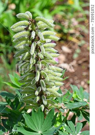 羽扇豆花後的豆類 羽扇豆花後的豆類 78091852
