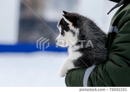 Cute husky puppies, felt boots in the snow and husky puppy 78092281