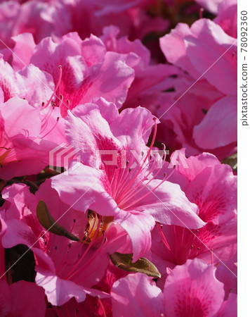 美麗的杜鵑花 美麗的杜鵑花 78092360