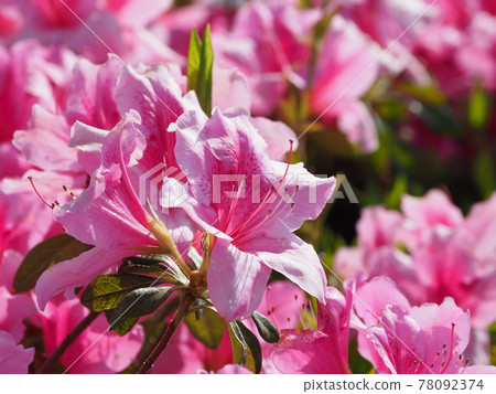 美麗的杜鵑花 78092374