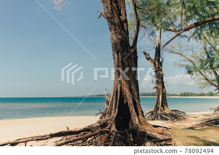 Pine tree on the beach with blue sea and sky in Phuket. 78092494