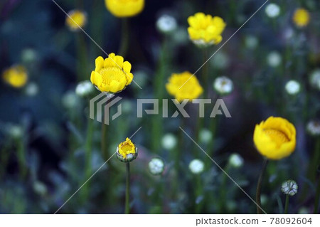 Chrysanthemum yellow multicore flowers 78092604