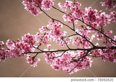 Cherry blossoms 78092620