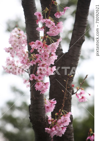 Cherry blossoms Colorful cherry blossoms flowers 78092621