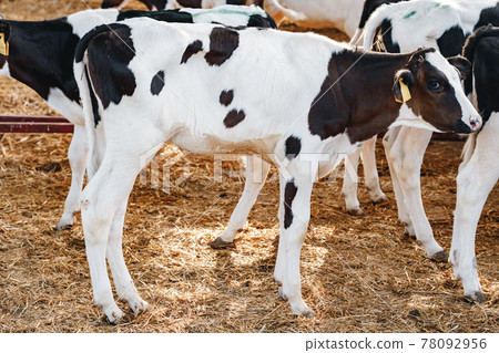 Young bull calf in a stall on a farm Young bull calf in a stall on a farm 78092956