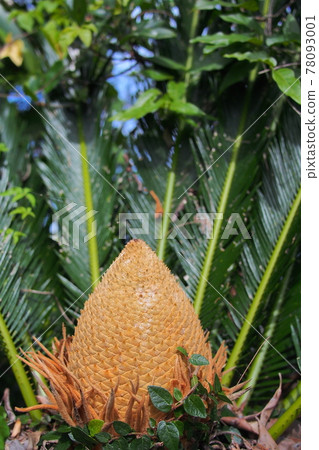 [Okinawa] Cycad flowers 78093001