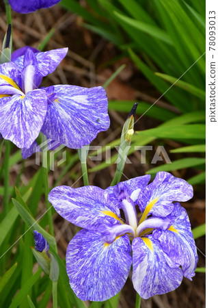 Hanashaubu flower bouquet iris 78093013