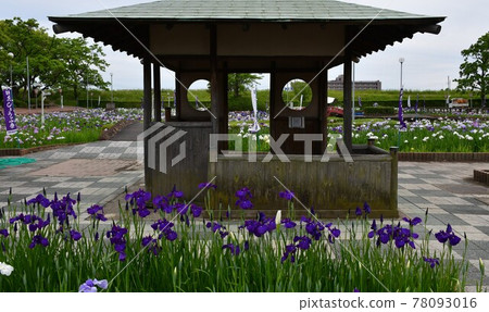 Hanashaubu flower bouquet iris 78093016