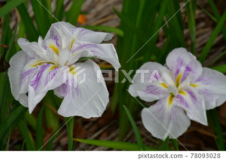 Hanashaubu flower bouquet iris 78093028