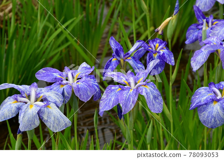 Hanashaubu花束虹膜 78093053