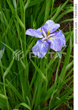 Hanashaubu flower bouquet iris 78093065