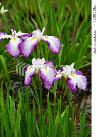 Hanashaubu花束虹膜 Hanashaubu花束虹膜 78093066