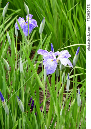 Hanashaubu花束虹膜 Hanashaubu花束虹膜 78093078