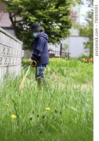 A middle-aged woman mowing the garden with a household electric lawnmower 78093093
