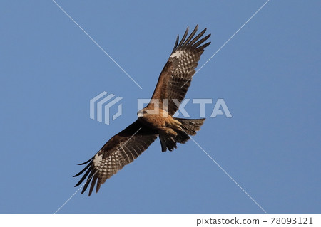 Flying bird Flying bird 78093121