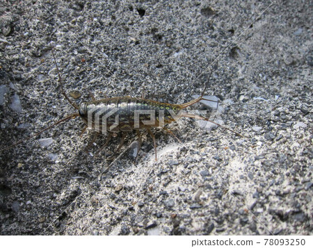 利賈異國情調 利賈異國情調 78093250