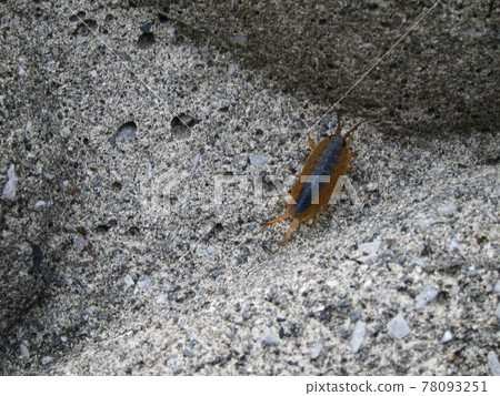 利賈異國情調 78093251