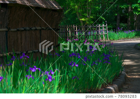 A view along the bamboo fence of the purple and red-purple iris garden Oizumi Ryokuchi, Sakai City, Osaka Prefecture A view along the bamboo fence of the purple and red-purple iris garden Oizumi Ryokuchi, Sakai City, Osaka Prefecture 78093283
