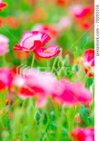 Poppy field in full bloom [Nagano Prefecture] 78093316