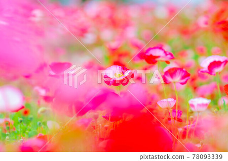 Poppy field in full bloom [Nagano Prefecture] 78093339