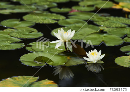 White water lily flowers blooming in the pond White water lily flowers blooming in the pond 78093573