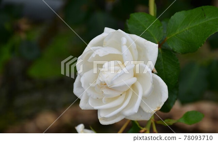 Rose rose Rose rose 78093710