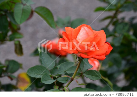 Rose rose Rose rose 78093711
