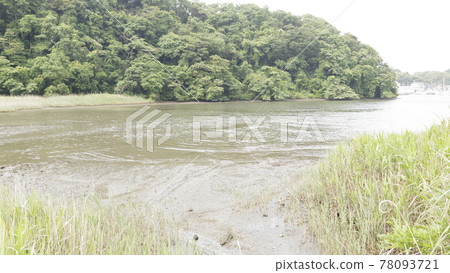 位於湘南三浦半島的神奈川縣三浦市的未開發地區，小代之森的新鮮綠色耀眼春天 78093721
